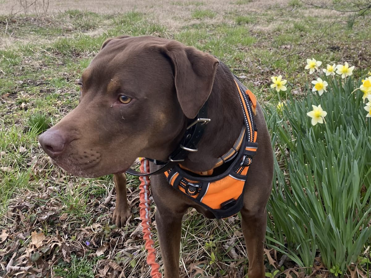 Bruno, part of the sewKC team